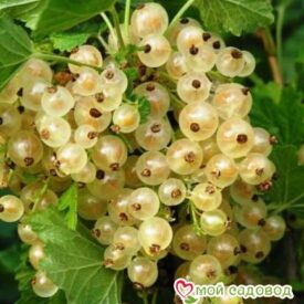 Белая смородина Белая Фея в Бежецке