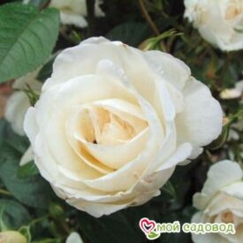Роза Спрей белый в Бежецке