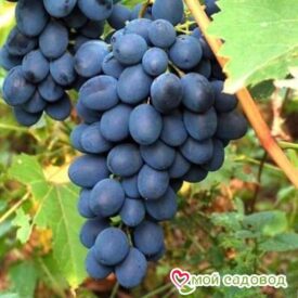 Ароматный и сладкий виноград “Августа” в Бежецке