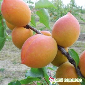 Абрикос Академик в Бежецке