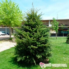 Пихта белая (Abies alba) в Бежецке