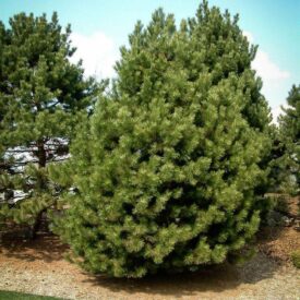 Сосна Чёрная (Pinus Nigra) в Бежецке