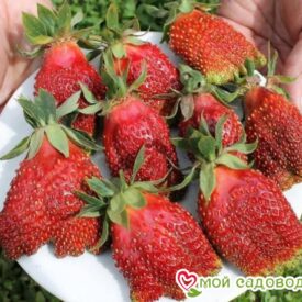 Клубника Купчиха в Бежецке