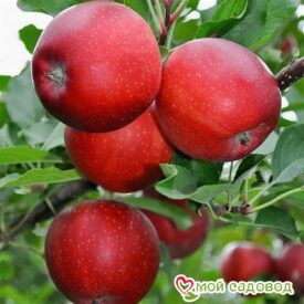 Яблоня Гала Маст в Бежецке