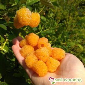 Малина Голден Квин в Бежецке