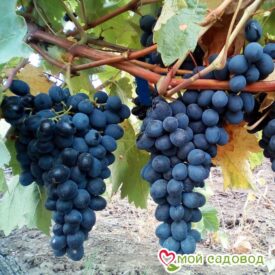 Виноград Молдова в Бежецке