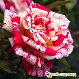 Роза чайно-гибридная Папагено в Бежецке