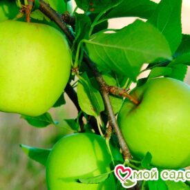 Яблоня Гренни Смит в Бежецке
