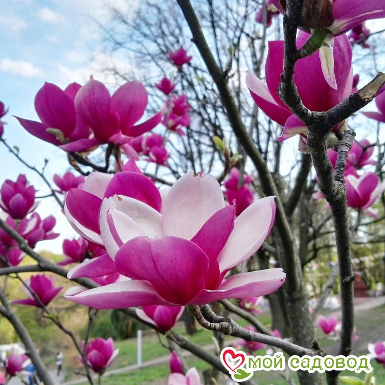 Магнолия вильсона Суланжа