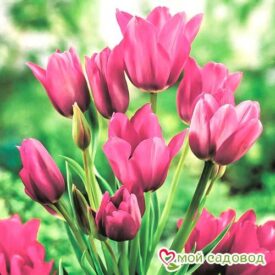 Тюльпан многоцветковый Пурпл Букет в Бежецке