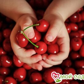 Вишня Субботинская кустарниковая в Бежецке