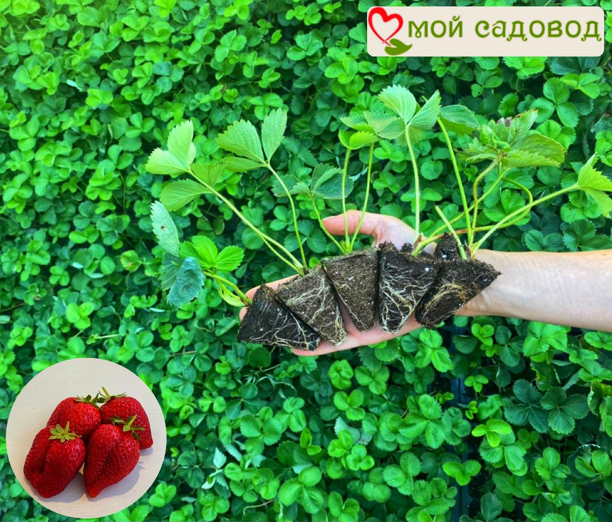 Клубника Флоренс