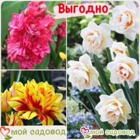 Весенний набор луковичных цветов! в Бежецке