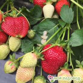 Клубника Румба (ранняя ягода) в Бежецке