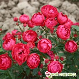 Роза полиантовая Морздаг Ред (Morsdag Red) в Бежецке