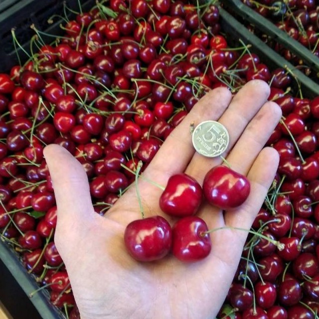 Черешня Бычье сердце