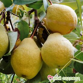 Груша Мария в Бежецке