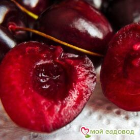 Черешня Бычье сердце в Бежецке