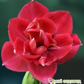 АМАРИЛЛИС (ГИППЕАСТРУМ) МАХРОВЫЙ ДИВА в Бежецке
