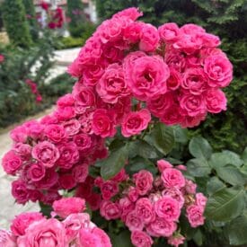 Роза Спрей розовый в Бежецке