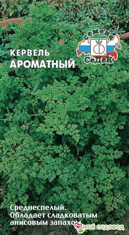 Кервель Ароматный