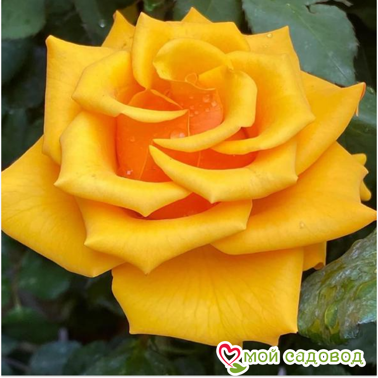 Роза чайно-гибридная Роза Скайлайн