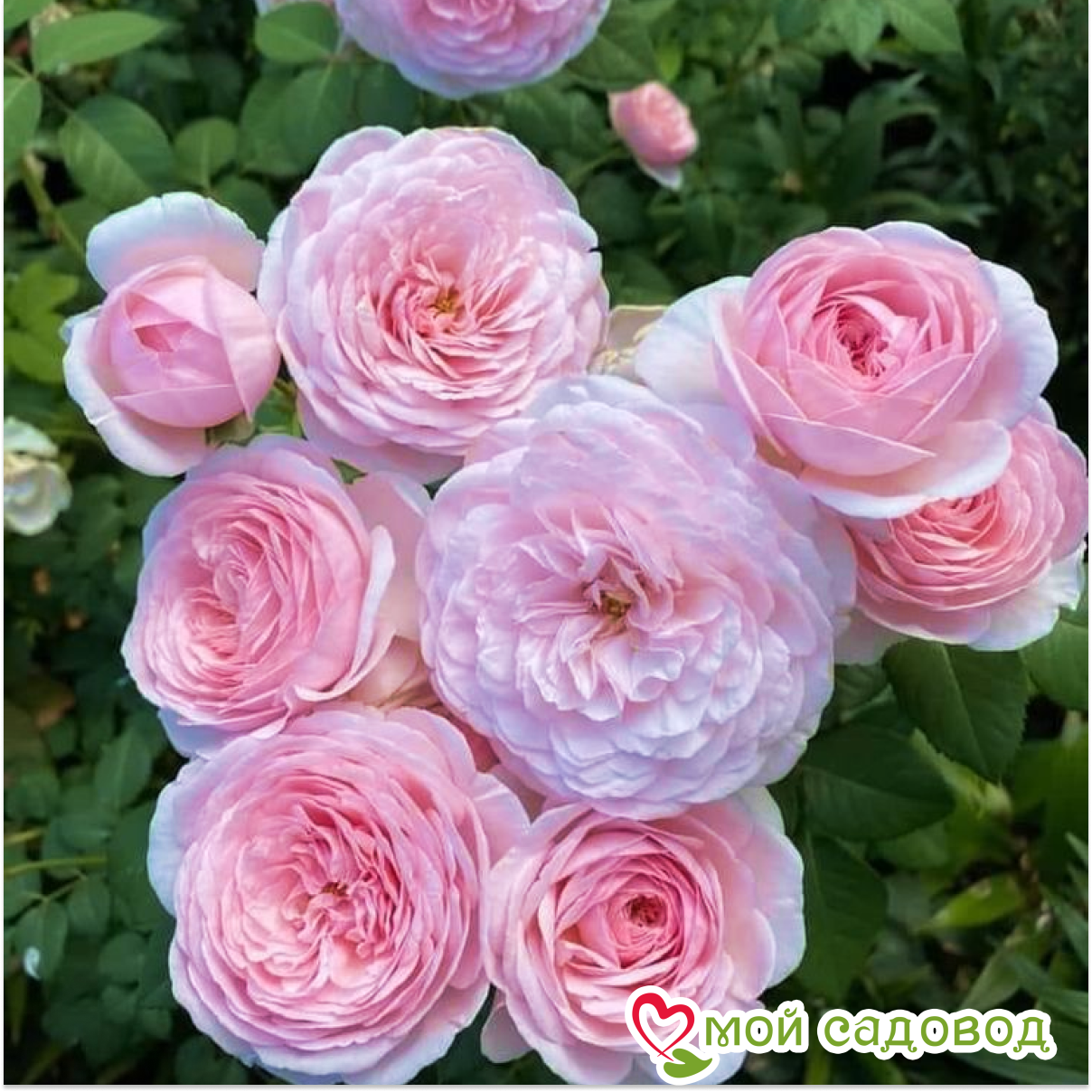 Роза Оливия Роуз Остин